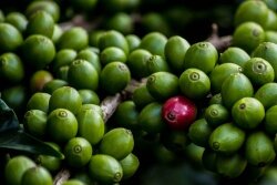 Zelená káva pomáhá při hubnutí. Uživatelé zhubli až 8 kilo